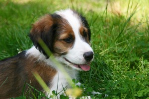 puppy-228691_640